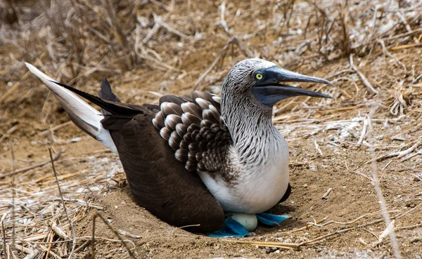 Blue Footed Booby Sitting in Nest — Stock Photo, Image