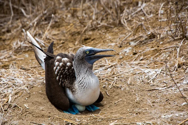 Bubi yuvada oturan Mavi ayaklı