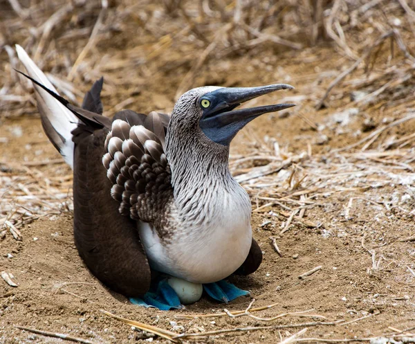 Blue Footed Booby sentado en el nido —  Fotos de Stock