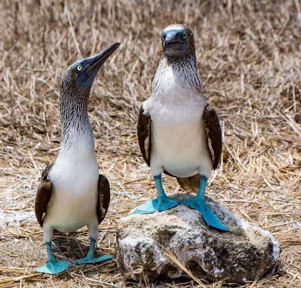 Mavi ayaklı Boobies