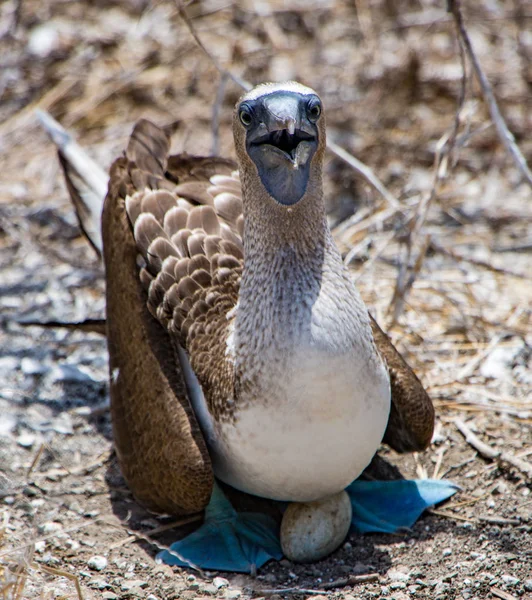 Kék lábú nagy kamasz fészekben ül — Stock Fotó