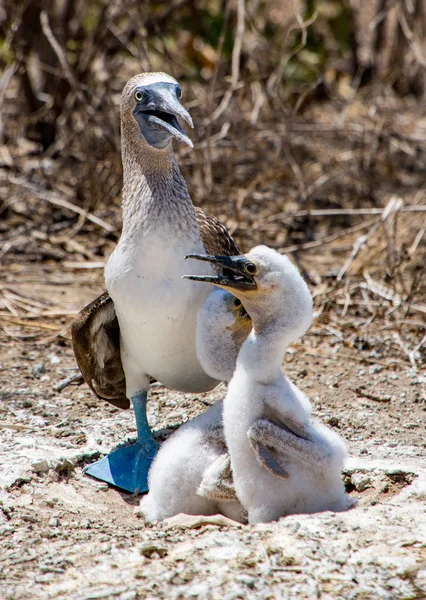 Mavi ayaklı bubi aile