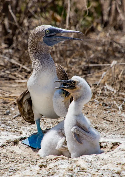 Mavi ayaklı bubi aile