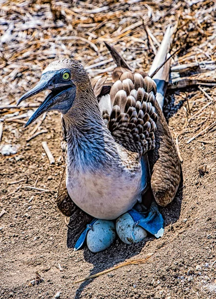 Modrá nohy útěchy sedí v hnízdě — Stock fotografie