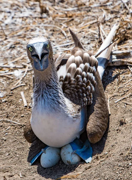 Kék lábú nagy kamasz fészekben ül — Stock Fotó