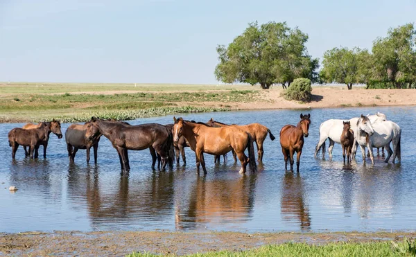 Άλογα που στέκεται στη λίμνη — Φωτογραφία Αρχείου