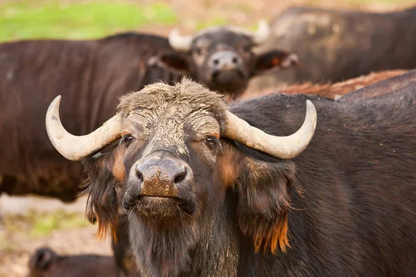 Buffalo de água em rebanho — Fotografia de Stock
