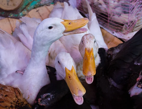 Yerel pazarda satılık kazlar