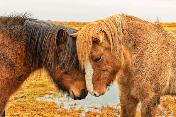 Δύο ισλανδικά άλογα nuzzle — Φωτογραφία Αρχείου