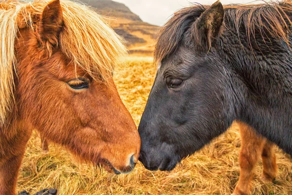 2 つのアイスランドの馬の鼻を押しつける — ストック写真