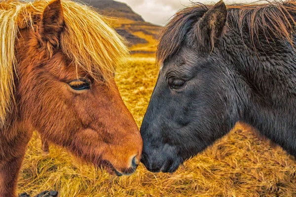 İzlanda at Love — Stok fotoğraf