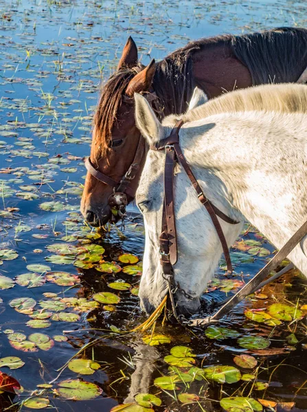 Hästar dricksvatten — Stockfoto