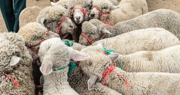 Ovelhas amarradas juntas em um mercado animal — Fotografia de Stock