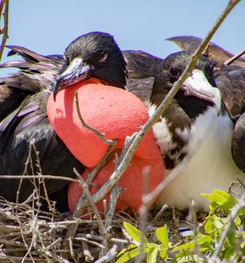 Şeklindeki Frigatebird Çift