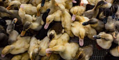 Kasalarda kalabalık bebek ördekler