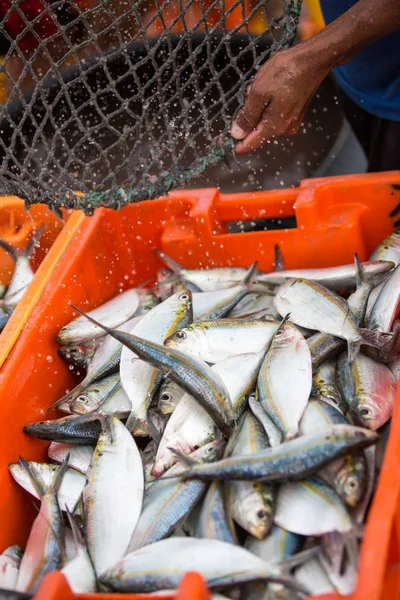 Captura del pescador — Foto de Stock