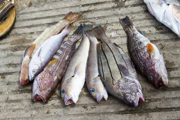 Peces de la pesca del día — Foto de Stock