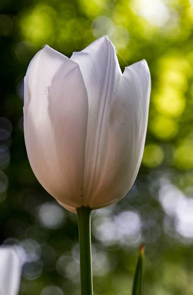 Одиночный белый тюльпан — стоковое фото