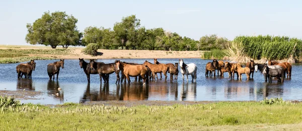 Hästarna står i dammen — Stockfoto