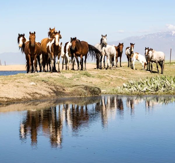 Hästar som står ovanför dammen — Stockfoto