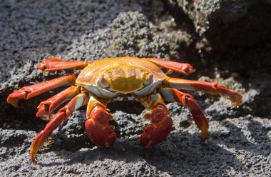 Sally Hafifayak Kayada Yengeç