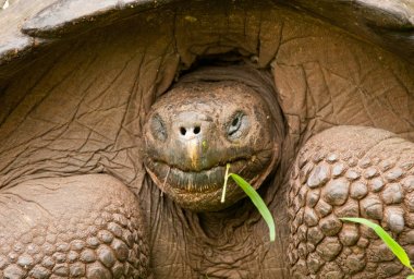Galapagos kaplumbağası Santa Cruz adasında closeup