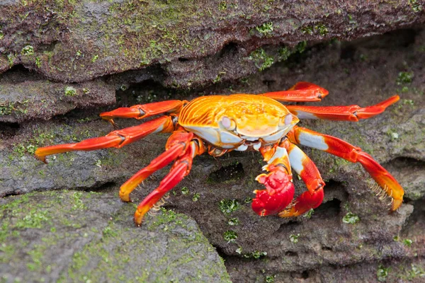 Sally Lightfoot Crab em Rock — Fotografia de Stock