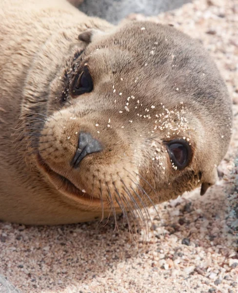 Baby Galapagos Sea Lion Face — Stock Photo, Image