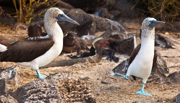 Mâle bleu pieds booby danses — Photo