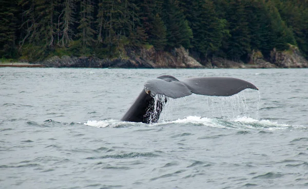 Dalış kambur balina — Stok fotoğraf