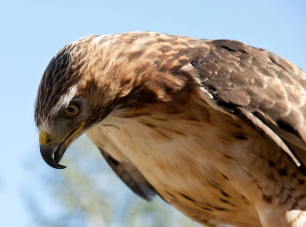 Red Tailed Hawk — Stock Photo, Image