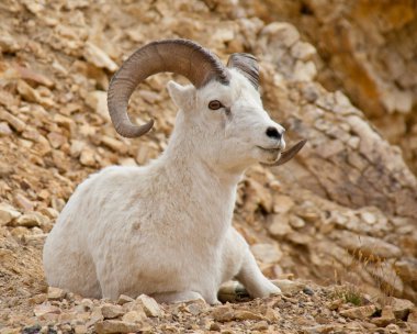 Bighorn koyun oturma
