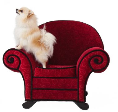 Pomeranian kırmızı sandalye üzerinde