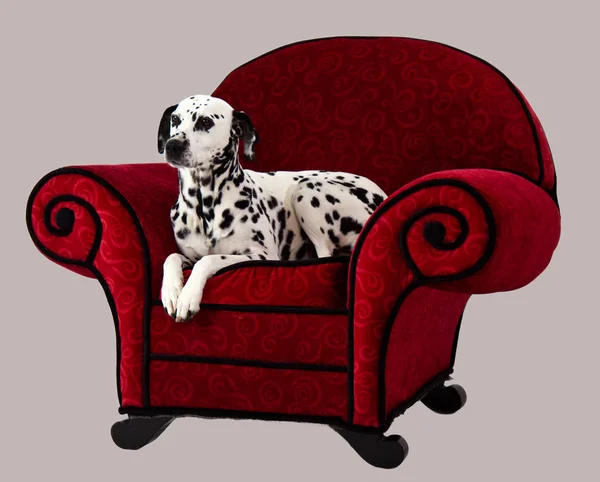 Dalmata sulla sedia rossa — Foto Stock