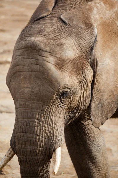 Лицо слона крупным планом — стоковое фото
