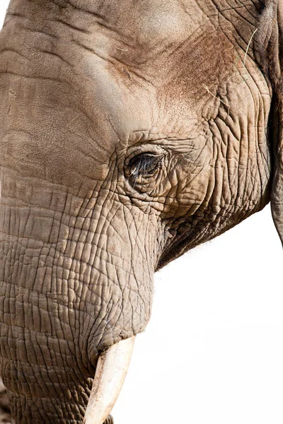 Elephant Face Closeup