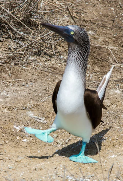 Maschio blu footed booby fare accoppiamento danza — Foto Stock