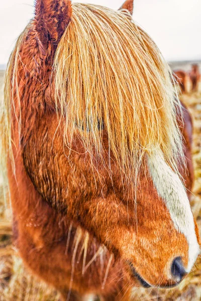 アイスランドの馬の顔 — ストック写真