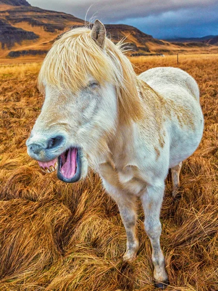 アイスランドの馬の笑い — ストック写真