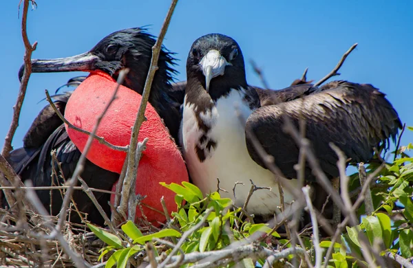성관계 Frigatebird 쌍 — 스톡 사진