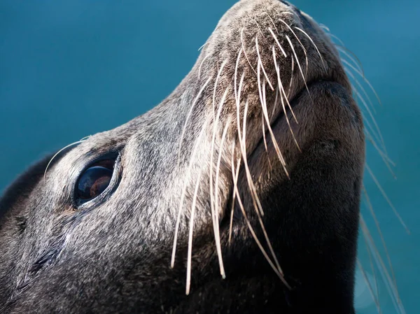 Close-up em Face of Sea Lion — Fotografia de Stock