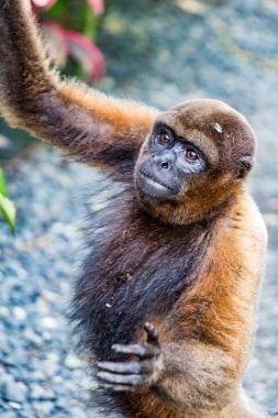 Maymun kadar ulaşır