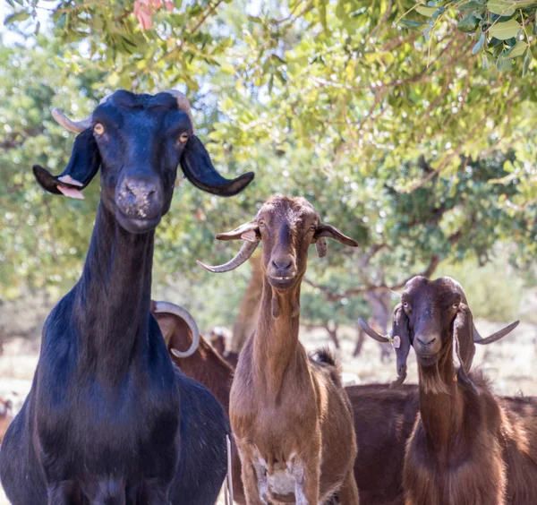 Três cabras olham para a câmera — Fotografia de Stock