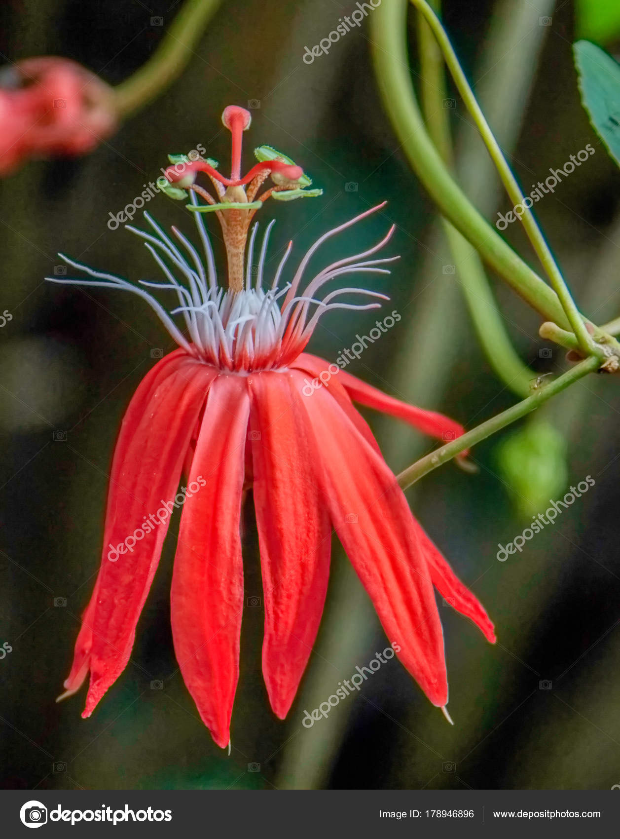 Passion flower in the forest canopy of Ecuador 10