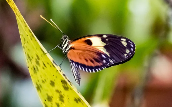 Borboleta do Tigre Helicônico sentada em uma folha — Fotografia de Stock