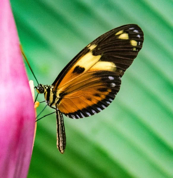 Тигриная бабочка, сидящая на цветке — стоковое фото