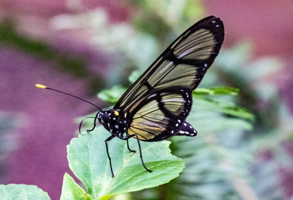 Пятнистая стеклянная бабочка сидит на листе — стоковое фото