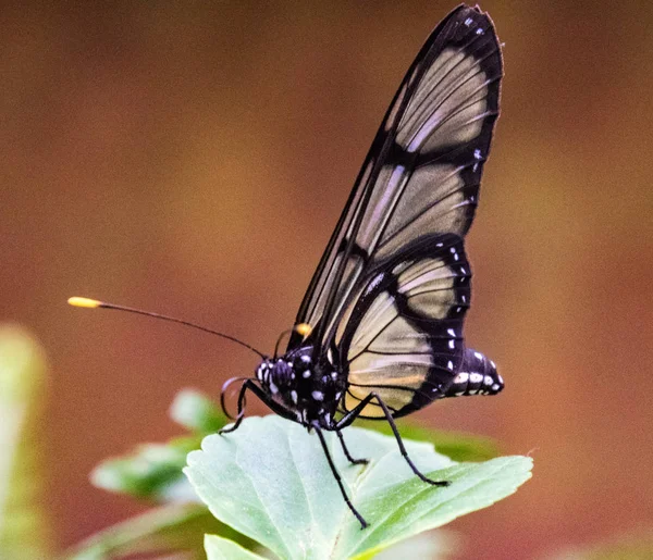 Gevlekte Glasswing vlinder zittend op een blad — Stockfoto