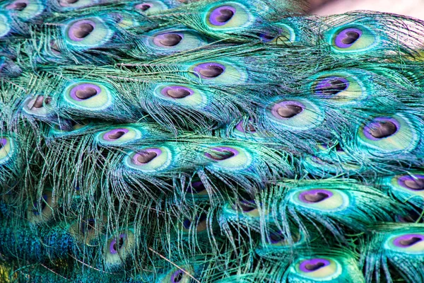 Vista da vicino delle piume di pavone in piumaggio completo — Foto Stock