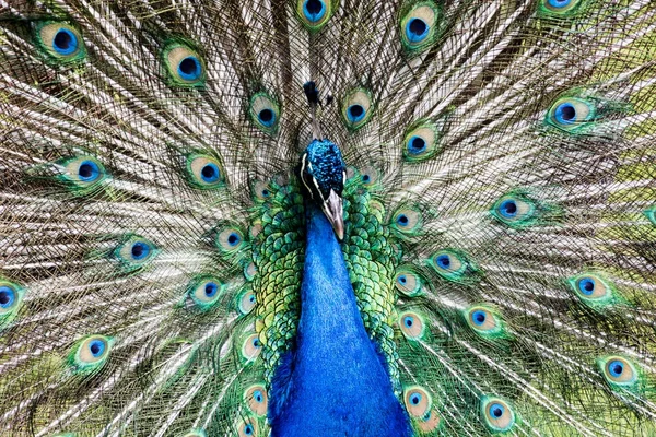 Pavão macho exibindo plumagem completa — Fotografia de Stock